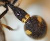 Eumenes sp.